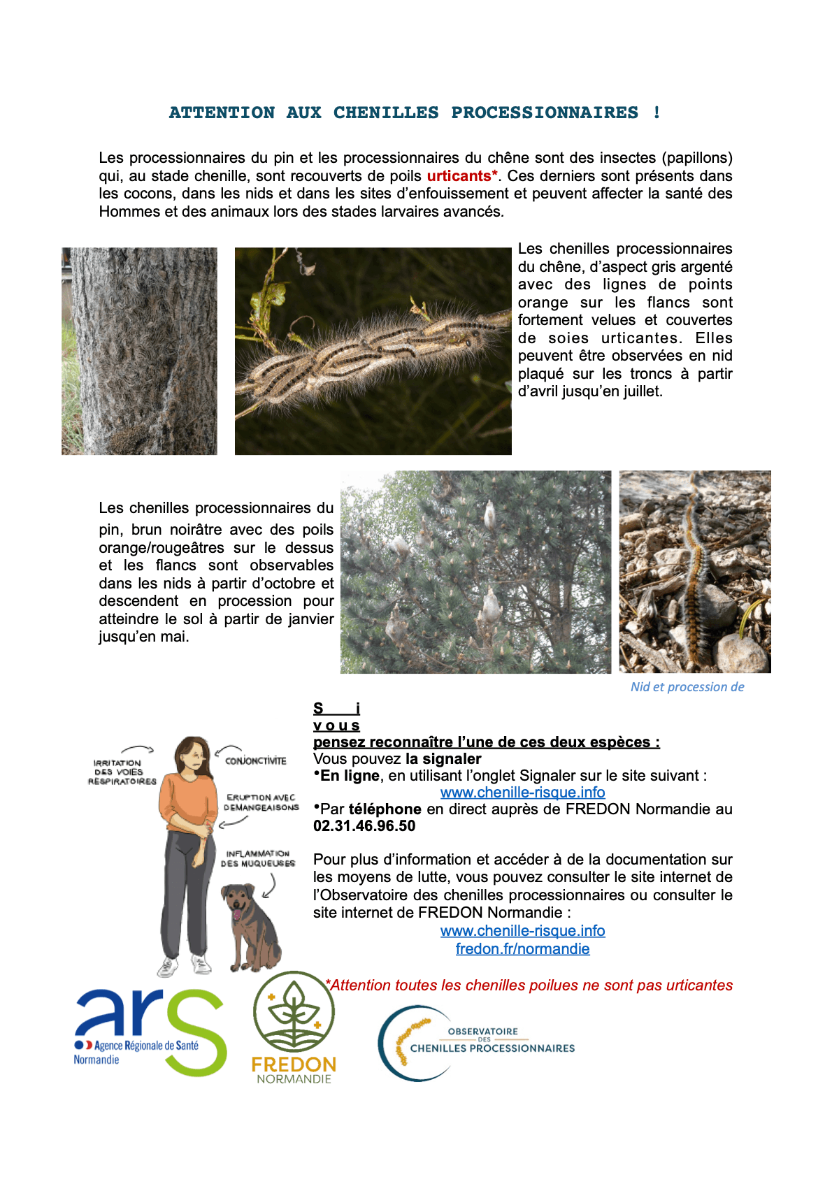 Attention aux chenilles processionnaires !